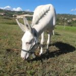 asinello bianco