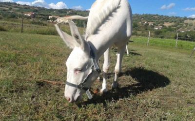 Una giornata con gli asini di “Maestro Asino”