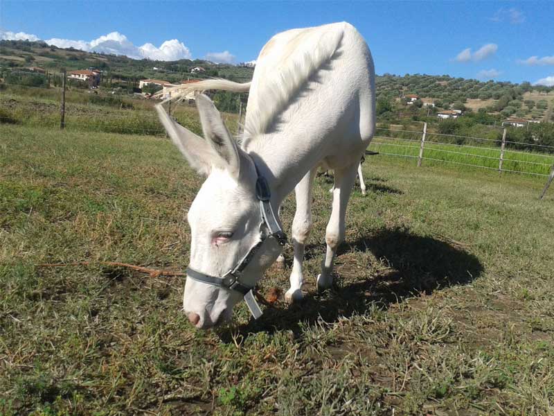 Gli asini diventano protagonisti della pet therapy