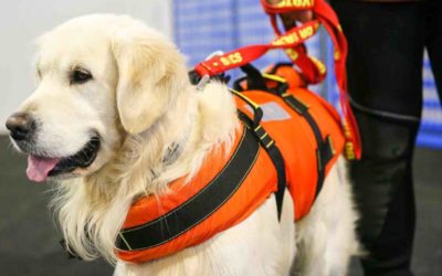 Quattrozampeinfiera: torna a Napoli la due giorni pet friendly più famosa d’Italia