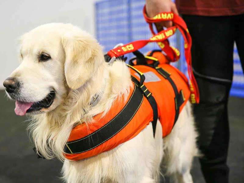 Quattrozampeinfiera: torna a Napoli la due giorni pet friendly più famosa d’Italia