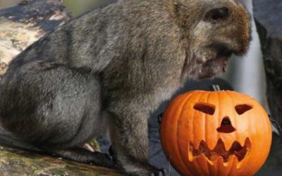 Halloween allo Zoo 2018