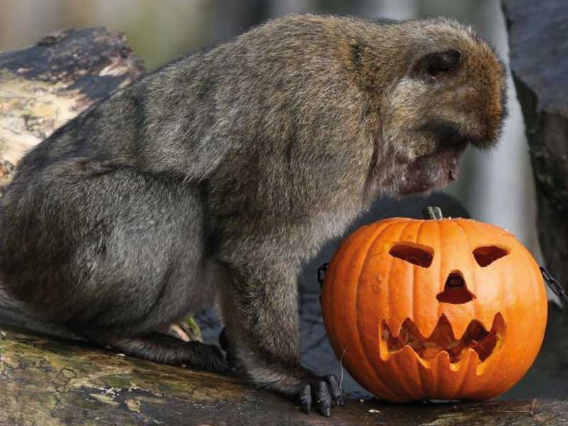 Halloween allo Zoo 2018