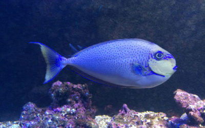 Trattamento malattie dei pesci da acquario