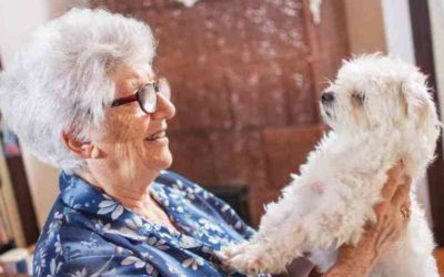 Un labrador in corsia: a Napoli la pet therapy aiuta i pazienti in emodialisi