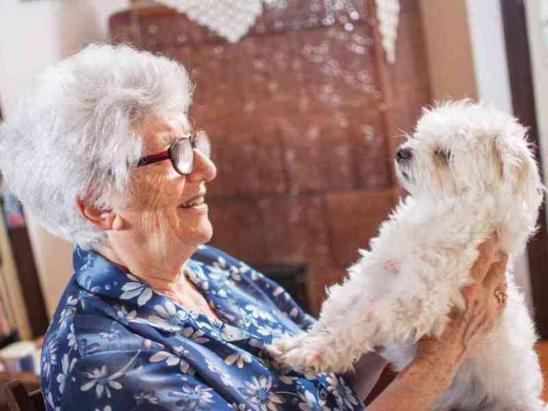 Un labrador in corsia: a Napoli la pet therapy aiuta i pazienti in emodialisi