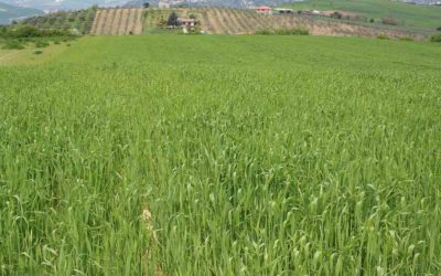 “Grani Antichi”: al via in Irpinia il progetto per salvare la Risciola, giovani agricoltori in campo