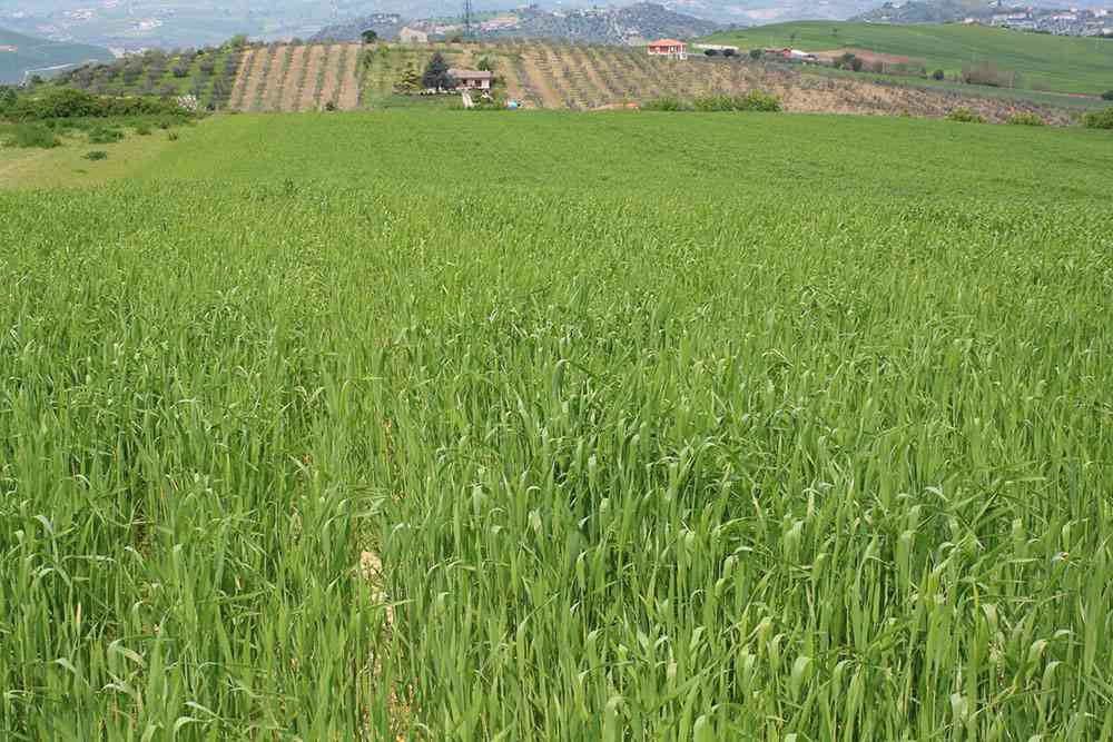 “Grani Antichi”: al via in Irpinia il progetto per salvare la Risciola, giovani agricoltori in campo