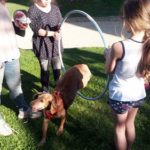 rosa vitillo pet therapy